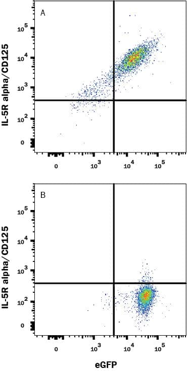 HEK293 human embryonic kidney cell line transfected with (A) human IL-5 Ra/CD125 or (B) irrelevant transfectants and eGFP was stained with Mouse Anti-Human IL-5 Ra/CD125 PE-conjugated Monoclonal Antibody (Catalog # FAB253P). Quadrant markers were set based on control antibody staining (Catalog # IC002P). View our protocol for Staining Membrane-associated Proteins.