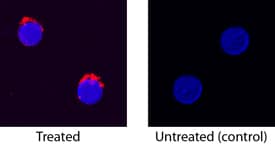 IL-6 was detected in immersion fixed canine peripheral blood mononuclear cells (PBMCs) treated with Concanavalin A using Goat Anti-Canine IL-6 Biotinylated Antigen Affinity-purified Polyclonal Antibody (Catalog # BAF1609) at 15 µg/mL for 3 hours at room temperature. Cells were stained using the NorthernLights™ 557-conjugated Streptavidin (red; Catalog # NL999) and counterstained with DAPI (blue). Specific staining was localized to cytoplasm. View our protocol for Fluorescent ICC Staining of Non-adherent Cells.
