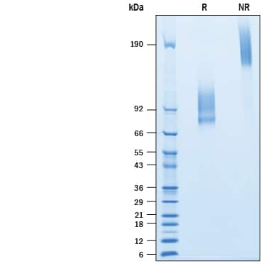 2 μg/lane of Biotinylated Recombinant Human IL-7R alpha/CD127 Fc Chimera Avi-tag (Catalog # AVI10317) was  resolved with SDS-PAGE under reducing (R) and non-reducing (NR)  conditions and visualized by Coomassie® Blue staining, showing bands at 74 - 103 kDa and 150- 210 kDa, respectively.