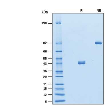 2 μg/lane of Recombinant Human ILDR1 Fc Chimera(Catalog # 10152-D1) was resolved with SDS-PAGE under reducing (R) andnon-reducing (NR) conditions and visualized by Coomassie®Blue staining, showing bands at 40-49 kDa and 80-100 kDa, respectively.