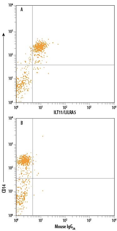 Human peripheral blood monocytes were stained with Mouse Anti-Human CD14 PerCP-conjugated Monoclonal Antibody (Catalog # FAB3832C) and either (A) Mouse Anti-Human ILT11/LILRA5 PE-conjugated Monoclonal Antibody (Catalog # FAB6754P) or (B) Mouse IgG2APhycoerythrin Isotype Control (Catalog # IC003P). View our protocol for Staining Membrane-associated Proteins.
