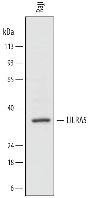 Western blot shows lysates of Raji human Burkitt's lymphoma cell line. PVDF membrane was probed with 2 µg/mL of Mouse Anti-Human LILRA5/CD85f Monoclonal Antibody (Catalog # MAB67541) followed by HRP-conjugated Anti-Mouse IgG Secondary Antibody (Catalog # HAF007). A specific band was detected for ILT11/LILRA5 at approximately 35 kDa (as indicated). This experiment was conducted under reducing conditions and using Immunoblot Buffer Group 1.