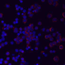 LILRA5/CD85f was detected in immersion fixed human peripheral blood mononuclear cells (PBMCs) using Mouse Anti-Human LILRA5/CD85f Monoclonal Antibody (Catalog # MAB6754) at 10 µg/mL for 3 hours at room temperature. Cells were stained using the NorthernLights™ 557-conjugated Anti-Mouse IgG Secondary Antibody (red; Catalog # NL007) and counterstained with DAPI (blue). Specific staining was localized to surface. View our protocol for Fluorescent ICC Staining of Non-adherent Cells.