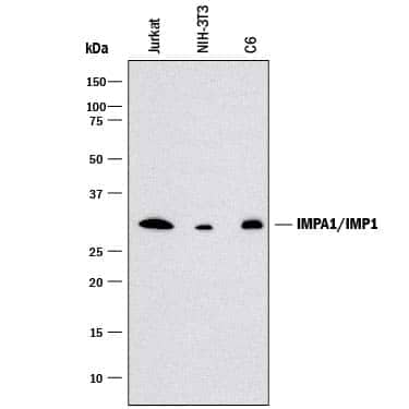 Western blot shows lysates of Jurkat human acute T cell leukemia cell line, NIH-3T3 mouse embryonic fibroblast cell line, and C6 rat glioma cell line. PVDF membrane was probed with 1 µg/mL of Mouse Anti-Human/Mouse/Rat IMPA1/IMP1 Monoclonal Antibody (Catalog # MAB98901) followed by HRP-conjugated Anti-Mouse IgG Secondary Antibody (Catalog # HAF018). A specific band was detected for IMPA1/IMP1 at approximately 30 kDa (as indicated). This experiment was conducted under reducing conditions and using Immunoblot Buffer Group 3.