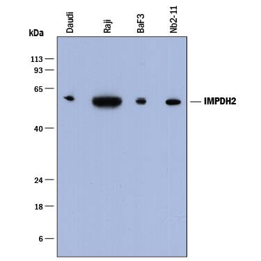 Western blot shows lysates of Daudi human Burkitt's lymphoma cell line, Raji human Burkitt's lymphoma cell line, BaF3 mouse pro-B cell line, and Nb2-11 rat lymphoma cell line. PVDF membrane was probed with 0.5 µg/mL of Mouse Anti-Human/Mouse/Rat Inosine 5'-Monophosphate Dehydrogenase 2/IMPDH2 Monoclonal Antibody (Catalog # MAB8349) followed by HRP-conjugated Anti-Mouse IgG Secondary Antibody (Catalog # HAF018). A specific band was detected for Inosine 5'-Monophosphate Dehydrogenase 2/IMPDH2 at approximately 56 kDa (as indicated). This experiment was conducted under reducing conditions and using Immunoblot Buffer Group 1.