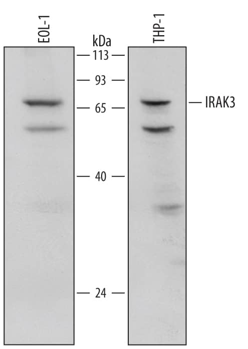 Western Blot IRAK3 Antibody [Unconjugated]