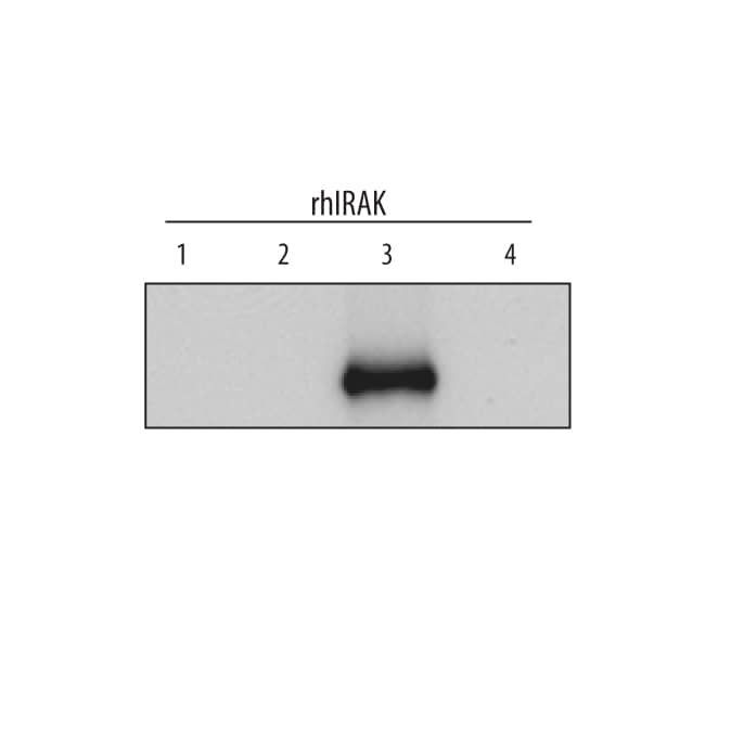 Western blot shows recombinant human IRAK1, recombinant human IRAK2, recombinant human IRAK3, and recombinant human IRAK4 (2 ng/lane). PVDF Membrane was probed with 1 µg/mL of Sheep Anti-Human IRAK3 Antigen Affinity-purified Polyclonal Antibody (Catalog # AF6264) followed by HRP-conjugated Anti-Sheep IgG Secondary Antibody (HAF016). This experiment was conducted under reducing conditions and using Immunoblot Buffer Group 1