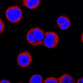 IRAK4 was detected in immersion fixed THP-1 human acute monocytic leukemia cell line using Goat Anti-Human IRAK4 Antigen Affinity-purified Polyclonal Antibody (Catalog # AF3919) at 15 µg/mL for 3 hours at room temperature. Cells were stained using the NorthernLights™ 557-conjugated Anti-Goat IgG Secondary Antibody (red; NL001) and counterstained with DAPI (blue). Specific staining was localized to cytoplasm. View our protocol for Fluorescent ICC Staining of Non-adherent Cells.