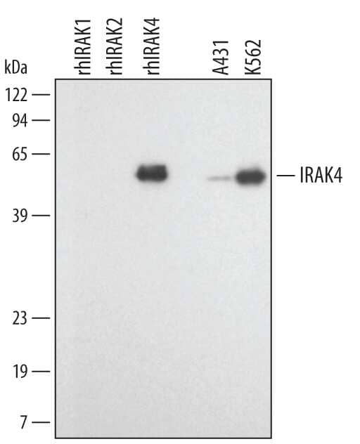 Western Blot IRAK4 Antibody [Unconjugated]