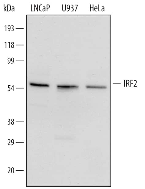 Western blot shows nuclear extracts of LNCaP human prostate cancer cell line, U937 human histiocytic lymphoma cell line, and HeLa human cervical epithelial carcinoma cell line. PVDF membrane was probed with 0.5 µg/mL of Goat Anti-Human IRF2 Antigen Affinity-purified Polyclonal Antibody (Catalog # AF4049) followed by HRP-conjugated Anti-Goat IgG Secondary Antibody (Catalog # HAF019). A specific band was detected for IRF2 at approximately 54 kDa (as indicated). This experiment was conducted under reducing conditions and using Immunoblot Buffer Group 1.