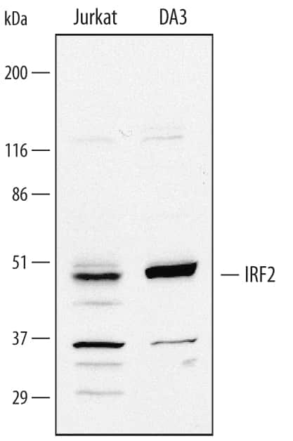 Western blot shows lysates of Jurkat human acute T cell leukemia cell line and DA3 mouse myeloma cell line. PVDF membrane was probed with 1 µg/mL of Human/Mouse IRF2 Antigen Affinity-purified Polyclonal Antibody (Catalog # AF4529) followed by HRP-conjugated Anti-Sheep IgG Secondary Antibody (Catalog # HAF016). A specific band was detected for IRF2 at approximately 50 kDa (as indicated). This experiment was conducted under reducing conditions and using Immunoblot Buffer Group 1.