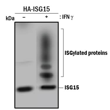A549 cells transfected with HA-ISG15 were treated briefly with IFN gamma  or carrier only. 500 µg of cell lysates were subjected to immunoprecipitation (IP) with 20 µg A-830 using Protein G Sepharose. IP’d material was resolved on reducing SDS-PAGE gels and Western Blots were developed using PVDF membranes and anti-HA epitope (R&D Systems MAB060) at 0.5 µg/ml followed by HRP-labeled anti-mouse (R&D Systems # HAF007) secondary antibody at 1:2000 dilution. Free (unconjugated) HA-ISG15 was visualized in both treated and untreated cells, while ISGylated proteins were clearly recovered (IP’d) from the interferon-treated cell lysates.