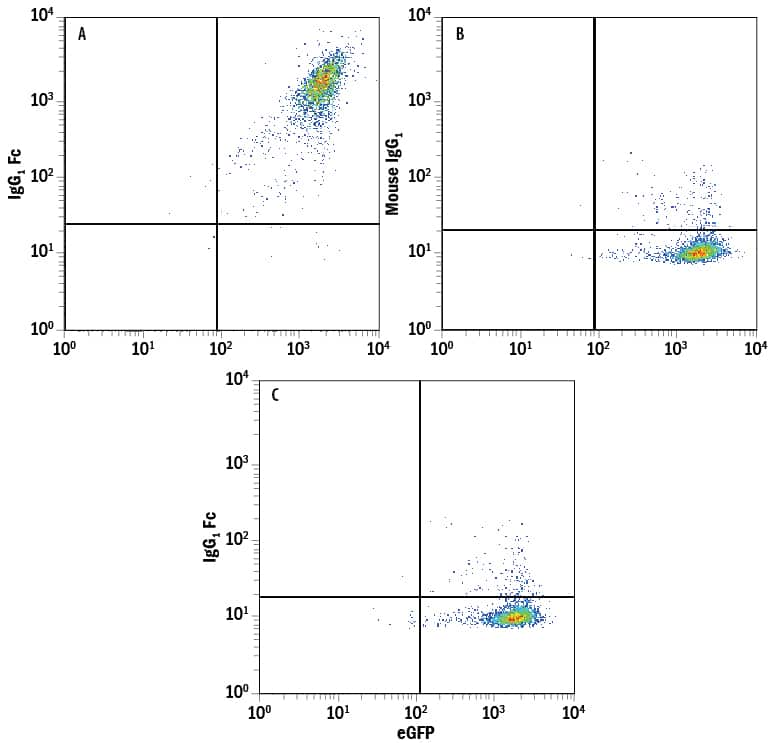 Recombinant Human B7-H1/PD-L1 Fc Chimera (Catalog # 156-B7) bound to HEK293 human embryonic kidney cell line transfected with human PD-1 and eGFP was stained with either (A) Mouse Anti-Human IgG Fc APC-conjugated Monoclonal Antibody (Catalog # FAB110A) or (B) Mouse IgG1Allophycocyanin Isotype Control (Catalog # IC002A). Panel C shows HEK293 cell line transfected with human PD-1, untreated with B7-H1 Fc Chimera, and stained with Mouse Anti-Human IgG Fc APC-conjugated Monoclonal Antibody (Catalog # FAB110A). View our protocol for Staining Membrane-associated Proteins.