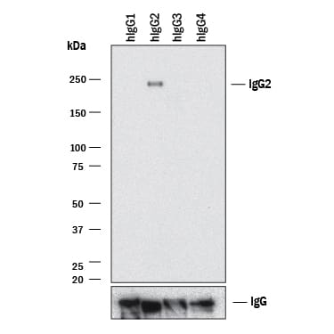 Western blot shows purified human IgG1(negative control), purified human IgG2, purified human IgG3(negative control), and human purified human IgG4(negative control). PVDF membrane was probed with 2 µg/mL of Rabbit Anti-Human IgG2Monoclonal Antibody (Catalog # MAB97941) followed by HRP-conjugated Anti-Rabbit IgG Secondary Antibody (Catalog # HAF008). A specific band was detected for IgG2at approximately 240 kDa (as indicated). Human IgG (Catalog # MAB1101) is shown as a loading control.This experiment was conducted under non-reducing conditions and using Immunoblot Buffer Group 1.