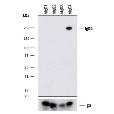 Western blot shows lysates of purified human IgG1(negative control), purified human IgG2(negative control), purified human IgG3(negative control), and human purified human IgG4. PVDF membrane was probed with 2 µg/mL of Mouse Anti-Human IgG4Monoclonal Antibody (Catalog # MAB9895) followed by HRP-conjugated Anti-Mouse IgG Secondary Antibody (Catalog # HAF018). A specific band was detected for IgG1at approximately 240 kDa (as indicated). Human IgG (Catalog # MAB1101) is shown as a loading control.This experiment was conducted under non-reducing conditions and using Immunoblot Buffer Group 1.