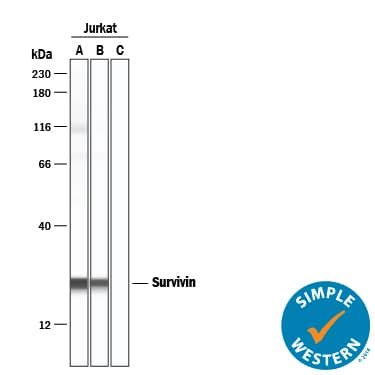         Simple  Western lane view shows lysates of Jurkat human acute T cell leukemia cell  line, loaded at 0.2 mg/mL. A specific band was detected for Survivin  at approximately 24 kDa (as indicated) using 5 µg/mL (Lane A), 1.25 µg/mL (Lane B), or 0 µg/mL Lane C, negative control) of  Rabbit Anti-Human Survivin Antigen Affinity-purified Polyclonal Antibody(Catalog # AF886) followed by 1:500 dilution of Biotin-conjugated Anti-Rabbit IgG Secondary Antibody (BAF008). Streptavidin-HRP was used for detection. This experiment was conducted under reducing conditions  and using the 12-230 kDa separation system.  