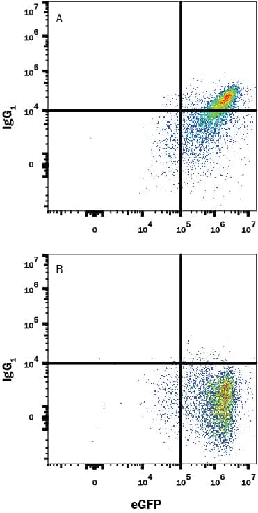 HEK293 human embryonic kidney cell line transfected with human PD-1 and eGFP either (A) bound to Recombinant Human B7-H1/PD-L1 Fc Chimera (156-B7) or (B) untreated was stained with Mouse Anti-Human IgG biotin-conjugated Monoclonal Antibody (Catalog # FAB110B) followed by APC-conjugated Streptavidin (F0050). View our protocol for Staining Membrane-associated Proteins.