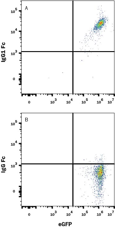 (A) Recombinant Mouse B7-H1/PD-L1 Fc Chimera (Catalog # 1019-B7) bound to HEK293 human embryonic kidney cell line transfected with mouse PD-1 and eGFP or (B) cells alone, were stained with Mouse Anti-Human IgG Fc Alexa Fluor® 647-conjugated Monoclonal Antibody (Catalog # FAB110R). Quadrants were set based on Mouse IgG1 Alexa Fluor® 647 Isotype Control (Catalog # IC002R, data not shown). View our protocol for Staining Membrane-associated Proteins.