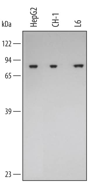 Western blot shows detection of Goat Anti-Human/Mouse/Rat GRP75/HSPA9B Polyclonal Antibody (Catalog # AF3584) using a 1:1000 dilution of HRP-conjugated Anti-Goat IgG Secondary Antibody (Catalog # HAF109). This experiment was conducted under reducing conditions and using Immunoblot Buffer Group 2.