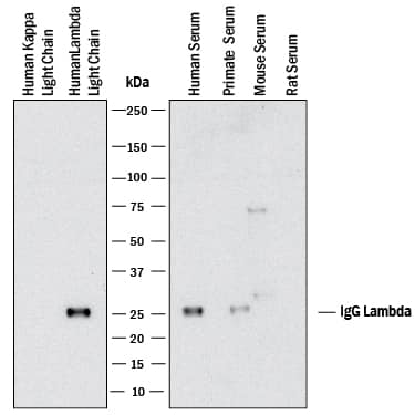 Western blot shows human kappa light chain protein, human lambda light chain protein, human serum, primate serum, mouse serum, and rat serum. PVDF membrane was probed with 2 µg/mL of Mouse Anti-Human Ig Lambda Light Chain Monoclonal Antibody (Catalog # MAB100491) followed by HRP-conjugated Anti-Mouse IgG Secondary Antibody (Catalog # HAF018). A specific band was detected for Ig Lambda Light Chain at approximately 25 kDa (as indicated). This experiment was conducted under reducing conditions and using Immunoblot Buffer Group 1.