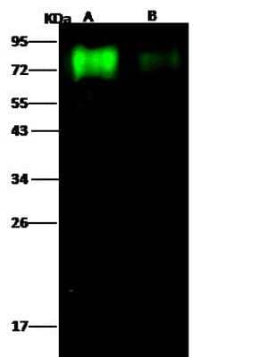 Influenza B Hemagglutinin Antibody - (B/Brisbane/60/2008) (NBP3-12722 ...