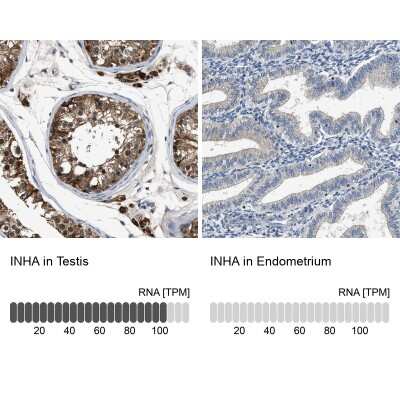 Immunohistochemistry-Paraffin: Inhibin alpha Antibody [NBP1-87563] - Staining in human testis and endometrium tissues using anti-INHA antibody. Corresponding INHA RNA-seq data are presented for the same tissues.