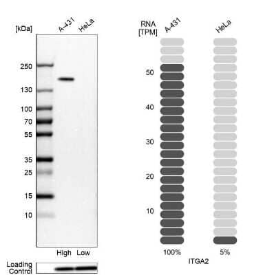 Integrin alpha 2/CD49b Antibody (NBP2-38995): Novus Biologicals