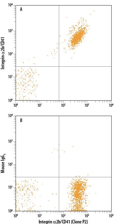 Human peripheral blood platelets were stained with FITC-conjugated Anti-Human Integrin a2b/CD41 (Clone P2) and either (A) Mouse Anti-Human Integrin a2b/CD41 PE-conjugated Monoclonal Antibody (Catalog # FAB7616P) or (B) Mouse IgG1Phycoerythrin Isotype Control (IC002P). FAB7616P stains the same population as Clone P2. View our protocol for Staining Membrane-associated Proteins.