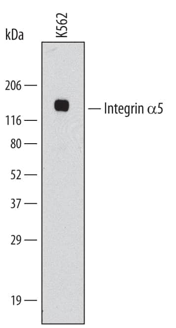 Western blot shows lysates of K562 human chronic myelogenous leukemia cell line. PVDF Membrane was probed with 2 µg/mL of Mouse Anti-Human Integrin  alpha 5/CD49e Monoclonal Antibody (Catalog # MAB18642) followed by HRP-conjugated Anti-Mouse IgG Secondary Antibody (Catalog # HAF007). A specific band was detected for Integrin  alpha 5/CD49e at approximately 140 kDa (as indicated). This experiment was conducted under reducing conditions and using Immunoblot Buffer Group 1.