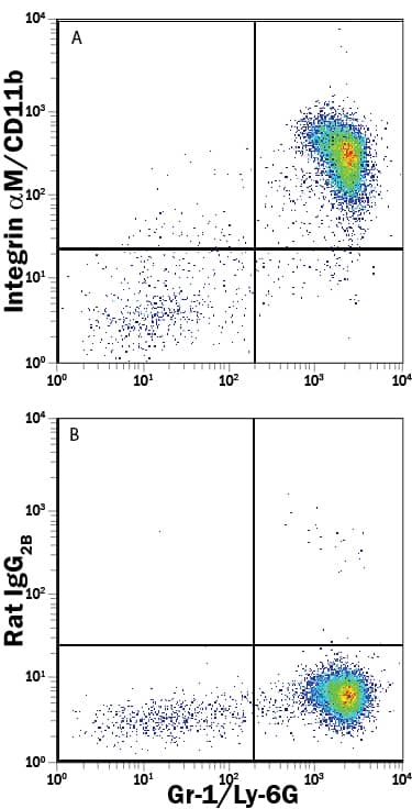 Mouse bone marrow cells were stained with Rat Anti-Mouse Gr-1/Ly-6G PE-conjugated Monoclonal Antibody (Catalog # FAB1037P) and either (A) Rat Anti-Mouse Integrin aM/CD11b APC-conjugated Monoclonal Antibody (Catalog # FAB1124A) or (B) Rat IgG2BAllophycocyanin Isotype Control (Catalog # IC013A). View our protocol for Staining Membrane-associated Proteins.
