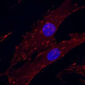 Integrin aV/CD51 was detected in immersion fixed human mesenchymal stem cells using Goat Anti-Human Integrin aV/CD51 Biotinylated Antigen Affinity-purified Polyclonal Antibody (Catalog # BAF1219) at 10 µg/mL for 3 hours at room temperature. Cells were stained using the NorthernLights™ 557-conjugated Streptavidin (red; Catalog # NL999) and counterstained with DAPI (blue). Specific staining was localized to cytoplasm and cell surface. View our protocol for Fluorescent ICC Staining of Non-adherent Cells.