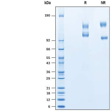 2 μg/lane of Recombinant Cynomolgus Monkey Integrin   alpha V beta 3 Protein (Catalog # 10426-AV) was  resolved with SDS-PAGE under reducing (R) and non-reducing (NR)  conditions and visualized by Coomassie® Blue staining, showing bands at 105-160 kDa.