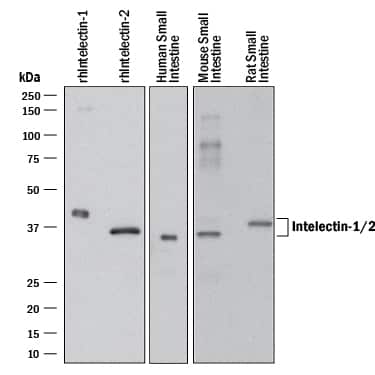 Western blot shows lysates of recombinant human Intelectin-1 (Catalog # 9137-IN), recombinant human Intelectin-2, human small intestine tissue, mouse small intestine tissue, and rat small intestine tissue. PVDF membrane was probed with 0.5 µg/mL of Mouse Anti-Human/Mouse/Rat Intelectin-1/2 Monoclonal Antibody (Catalog # MAB42542) followed by HRP-conjugated Anti-Mouse IgG Secondary Antibody (Catalog # HAF018). A specific band was detected for Intelectin-1/2 at approximately 36-40 kDa (as indicated). This experiment was conducted under reducing conditions and using Immunoblot Buffer Group 1.