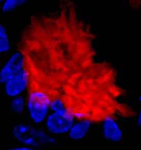 Intelectin-1/2 was detected in immersion fixed paraffin-embedded sections of human ileum air-liquid interface using Mouse Anti-Human/Mouse Intelectin-1/2 Monoclonal Antibody (Catalog # MAB42542) at 0.5 µg/mL overnight at 4 °C. Tissue was stained using the NorthernLights™ 557-conjugated Anti-Mouse IgG Secondary Antibody (red; Catalog # NL007) and counterstained with DAPI (blue). Specific staining was localized to mucus granules in goblet cells. View our protocol for Fluorescent IHC Staining of Frozen Tissue Sections.