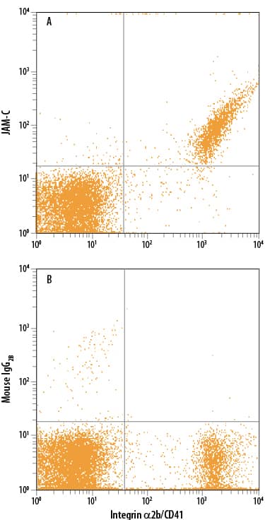 Human platelets were stained with anti-human CD41 FITC-conjugated antibody and either (A) Mouse Anti-Human JAM-C APC-conjugated Monoclonal Antibody (Catalog # FAB11891A) or (B) Mouse IgG2BAllophycocyanin Isotype Control (Catalog # IC0041A). View our protocol for Staining Membrane-associated Proteins.