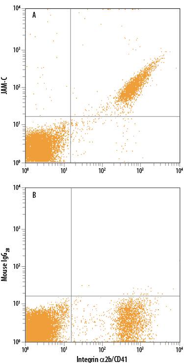 Human platelets were stained with anti-human CD41 FITC-conjugated antibody and either (A) Mouse Anti-Human JAM-C PE-conjugated Monoclonal Antibody (Catalog # FAB11891P) or (B) Mouse IgG2BPhycoerythrin Isotype Control (Catalog # IC0041P). View our protocol for Staining Membrane-associated Proteins.