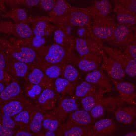 Jade-1/PHF17 was detected in immersion fixed HeLa human cervical epithelial carcinoma cell line using Mouse Anti-Human Jade-1/PHF17 Monoclonal Antibody (Catalog # MAB6275) at 10 µg/mL for 3 hours at room temperature. Cells were stained using the NorthernLights™ 557-conjugated Anti-Mouse IgG Secondary Antibody (red; Catalog # NL007) and counterstained with DAPI (blue). Specific staining was localized to nuclei and cytoplasm. View our protocol for Fluorescent ICC Staining of Cells on Coverslips.