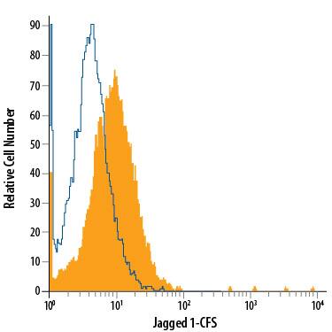 bEnd.3 mouse endothelioma cell line was stained with Mouse Anti-Human/Mouse/Rat Jagged 1 Fluorescein-conjugated Monoclonal Antibody (Catalog # FAB1277F, filled histogram) or isotype control antibody (Catalog # IC0041F, open histogram). View our protocol for Staining Membrane-associated Proteins.