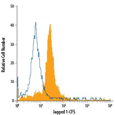 Rat cortical stem cells were stained with Mouse Anti-Human/Mouse/Rat Jagged 1 Fluorescein-conjugated Monoclonal Antibody (Catalog # FAB1277F, filled histogram) or isotype control antibody (Catalog # IC0041F, open histogram). View our protocol for Staining Membrane-associated Proteins.