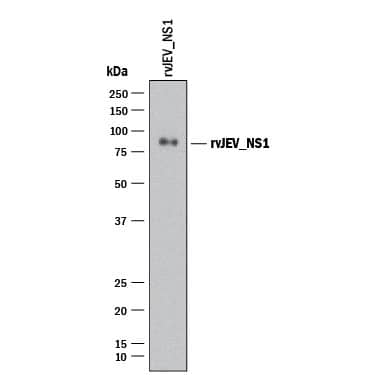 Western blot shows recombinant Japanese Encephalitis virus NS1 (rvJEV NS1). PVDF membrane was probed with 1 µg/mL of Mouse Anti-Viral Japanese Encephalitis virus NS1 Monoclonal Antibody (Catalog # MAB10006) followed by HRP-conjugated Anti-Mouse IgG Secondary Antibody (Catalog # HAF018). A specific band was detected for Japanese Encephalitis virus NS1 at approximately 80 kDa (as indicated). This experiment was conducted under reducing conditions and using Immunoblot Buffer Group 1.