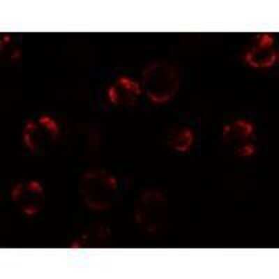 Immunocytochemistry/Immunofluorescence: KAL1 Antibody [NBP1-76580] - KAL1 in MCF7 cells with KAL1 antibody at 20 ug/mL.