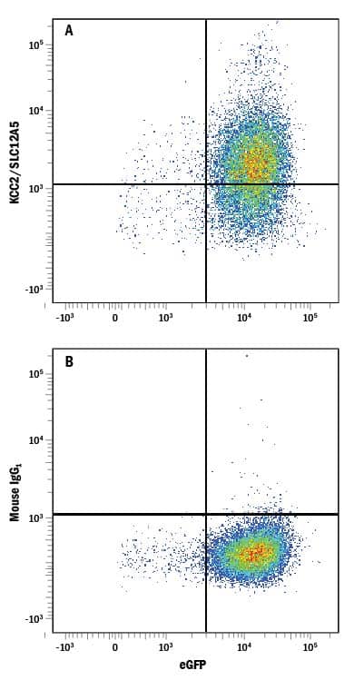HEK293 human embryonic kidney cell line transfected with human KCC2/SLC12A5 and eGFP was stained with either (A) Mouse Anti-Human KCC2/SLC12A5 Monoclonal Antibody (Catalog # MAB8369) or (B) Mouse IgG1 Isotype Control (Catalog # MAB002) followed by Allophycocyanin-conjugated Anti-Mouse IgG Secondary Antibody (Catalog # F0101B). 