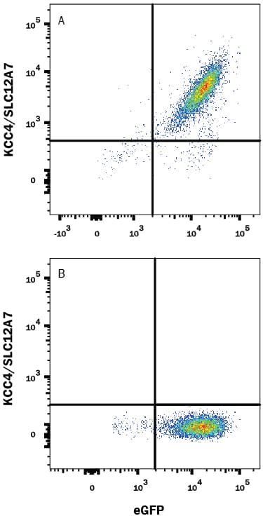 HEK293 human embryonic kidney cell line transfected with either (A) human SLC12A7 or (B) irrelevant transfectants and eGFP was stained with Mouse Anti-Human KCC4/SLC12A7 Alexa Fluor® 647-conjugated Monoclonal Antibody (Catalog # FAB9030R). Quadrant markers were set based on control antibody staining (Catalog # IC002R). View our protocol for Staining Membrane-associated Proteins.