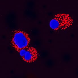 KGF/FGF-7 was detected in immersion fixed canine peripheral blood mononuclear cells (PBMCs) using Mouse Anti-Canine KGF/FGF-7 Monoclonal Antibody (Catalog # MAB1957) at 25 µg/mL for 3 hours at room temperature. Cells were stained using the NorthernLights™ 557-conjugated Anti-Mouse IgG Secondary Antibody (red; Catalog # NL007) and counterstained with DAPI (blue). Specific staining was localized to cytoplasm. View our protocol for Fluorescent ICC Staining of Non-adherent Cells.