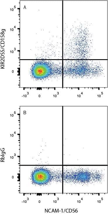 Human peripheral blood mononuclear cells (PBMCs) were stained with (A) Mouse Anti-Human KIR2DS5/CD158g PE-conjugated Monoclonal Antibody (Catalog # FAB8920P) or (B) Rabbit IgG PE-conjugated Isotype Control (Catalog # IC1051P) and Mouse Anti-Human NCAM-1/CD56 APC-conjugated Monoclonal Antibody (Catalog # FAB2408A). View our protocol for Staining Membrane-associated Proteins.