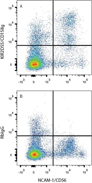 Human peripheral blood mononuclear cells (PBMCs) were stained with (A) Mouse Anti-Human KIR2DS5/CD158g Monoclonal Antibody (Catalog # MAB8920) or (B) Rabbit IgG Isotype Control (Catalog # MAB1050) followed by Allophycocyanin-conjugated Anti-Rabbit IgG Secondary Antibody (Catalog # F0111) and Mouse Anti-Human NCAM-1/CD56 PE-conjugated Monoclonal Antibody (Catalog # FAB2408P). View our protocol for Staining Membrane-associated Proteins.