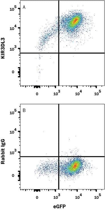 BaF3 mouse pro-B cell line transfected with KIR3DL3/CD158z and eGFP was stained with (A) Rabbit Anti-Human KIR3DL3/CD158z PE-conjugated Monoclonal Antibody (Catalog # FAB8919P) or (B) Rabbit IgG PE-conjugated isotype control antibody (Catalog # IC1051P). View our protocol for Staining Membrane-associated Proteins.