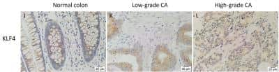 Immunohistochemistry KLF4 Antibody