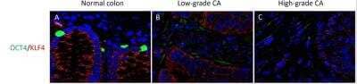 Immunohistochemistry KLF4 Antibody