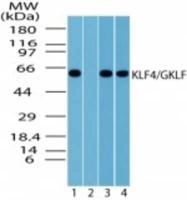 KLF4 Antibodies Novus Biologicals